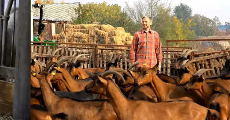 Granja caprina con cabras en un campo