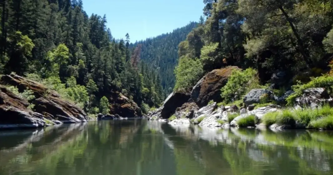 Río Klamath con salmones Chinook nadando en aguas liberadas tras la eliminación de represas