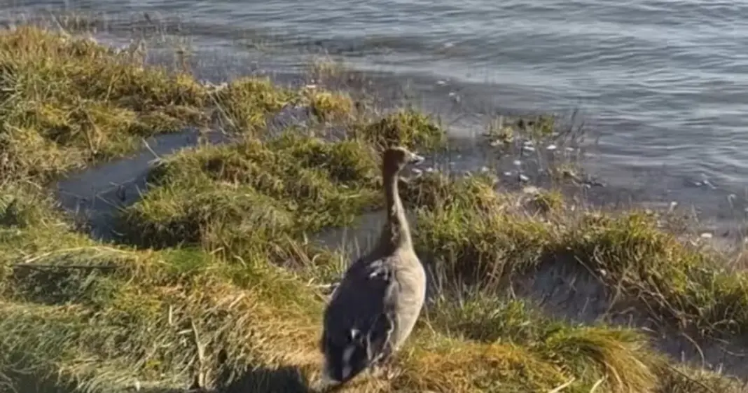 Ganso piquicorto siendo liberado en una zona de pastoreo en Escocia