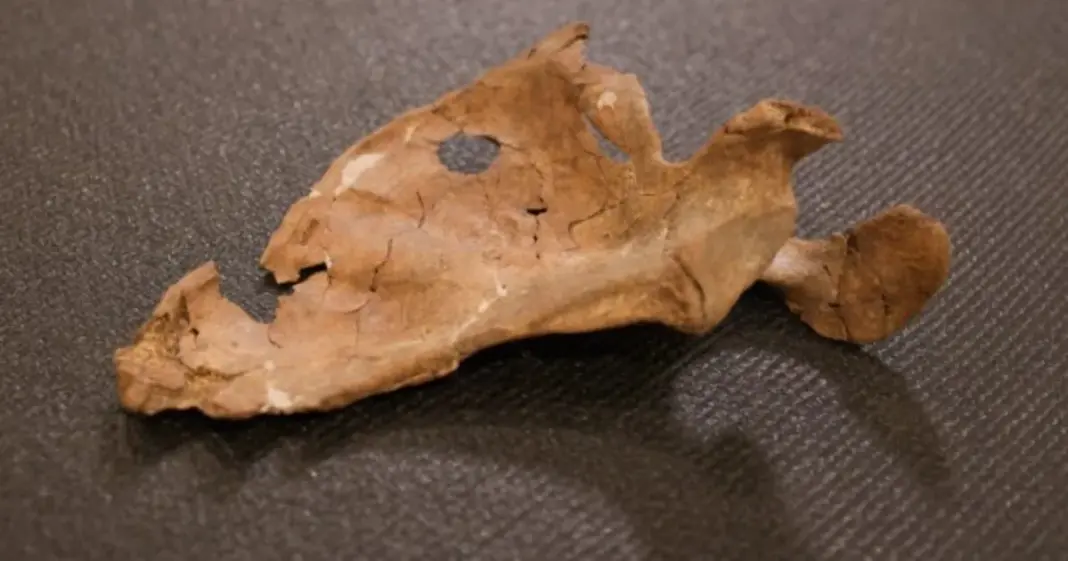 Restos óseos de un neandertal encontrados en la cueva de Shanidar, Kurdistán iraquí
