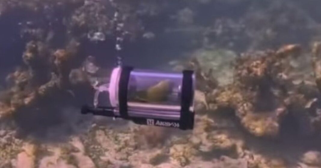 Periquito Bebe dentro de un submarino en miniatura de plástico durante una inmersión