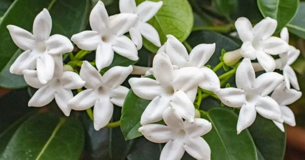 Planta de jazmín con flores blancas en un jardín durante la primavera