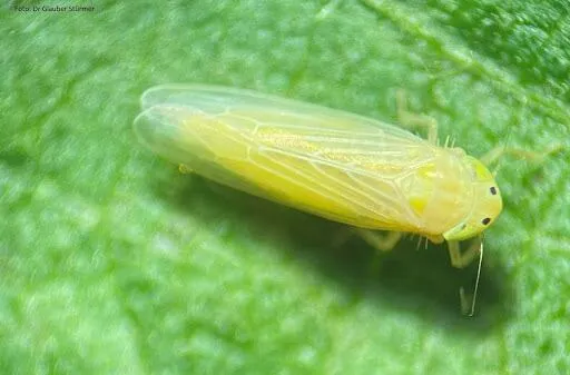 Plantas de maíz en un lote con daño foliar por cogollero y presencia de chicharrita