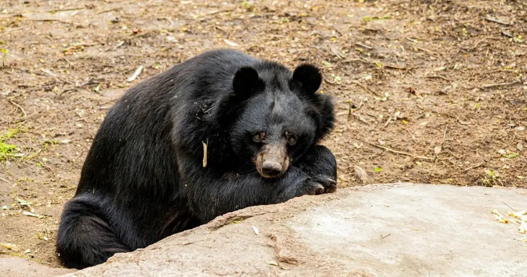 Bosque siberiano donde murió el cazador Vitali Elfímov tras ser atacado por un oso pardo
