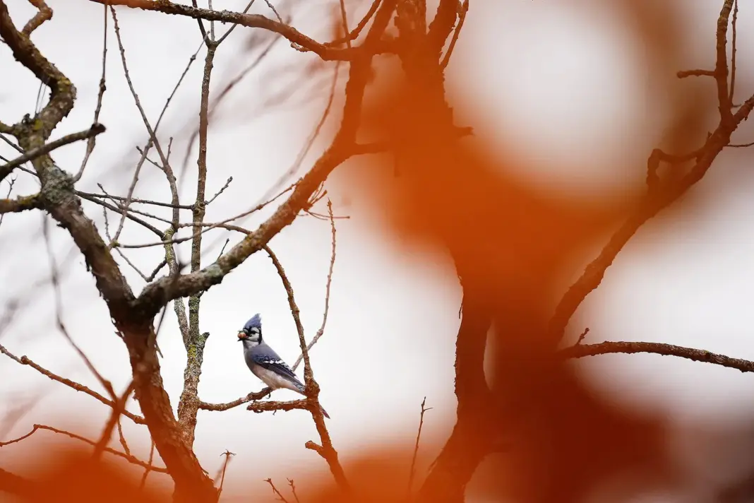 Urraca azul fotografiada en un parque de Minnesota