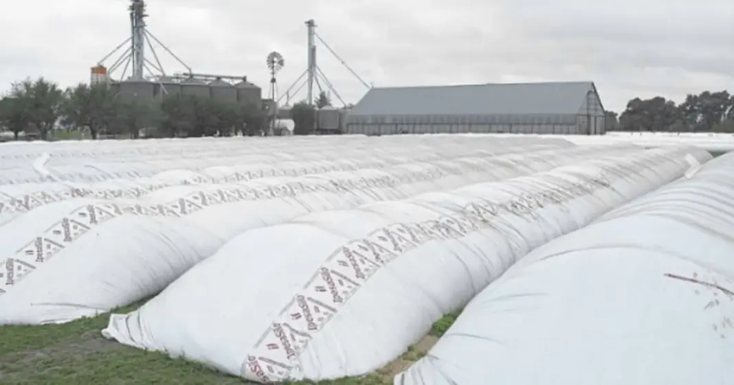 Silobolsas en el campo argentino, incluida una bolsa rosa de la campaña solidaria
